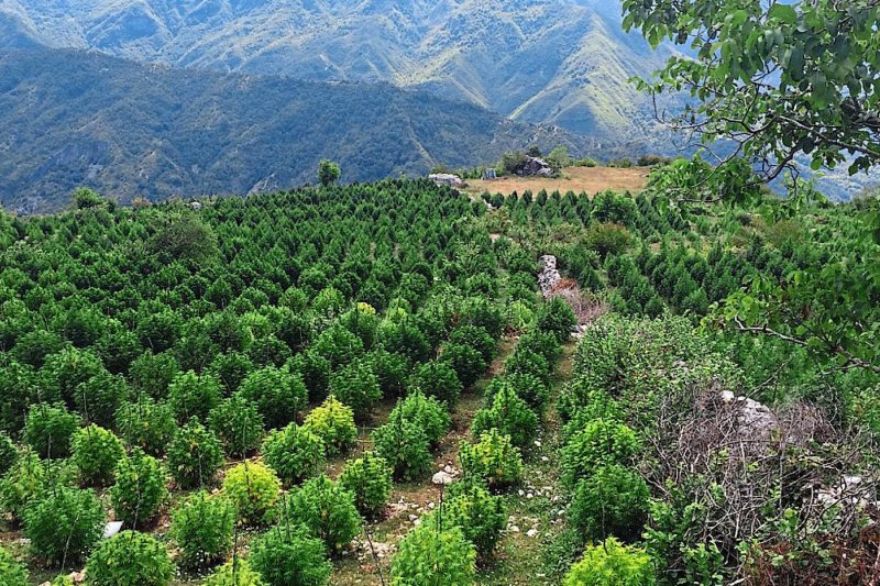 Dark Markets Albania