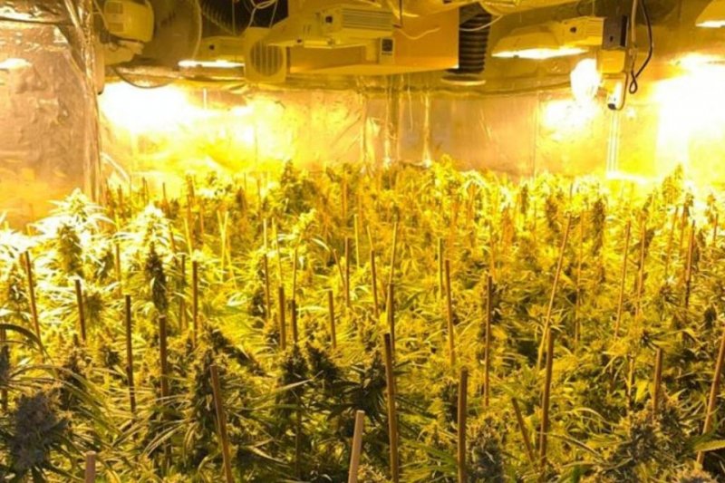 Six Albanians Caught in Cannabis Farm by Belgian Police