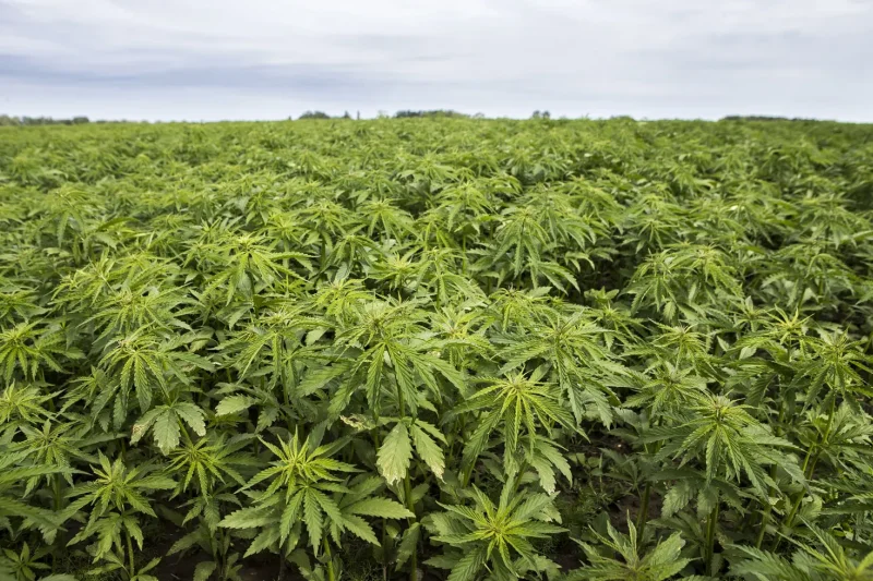 cannabis-smuggling-from-north-america-and-thailand-into-europe-europol-highlights-growing-threat